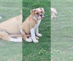 Small American Bulldog