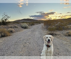 Father of the Golden Retriever puppies born on 04/06/2026
