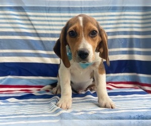 Beagle Puppy for sale in LANCASTER, PA, USA