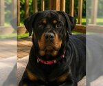 Small Rottweiler