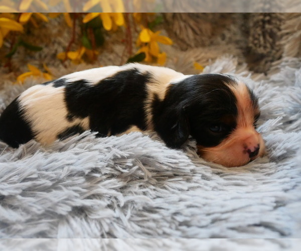 Medium Photo #11 Cavalier King Charles Spaniel Puppy For Sale in SCOTTVILLE, MI, USA