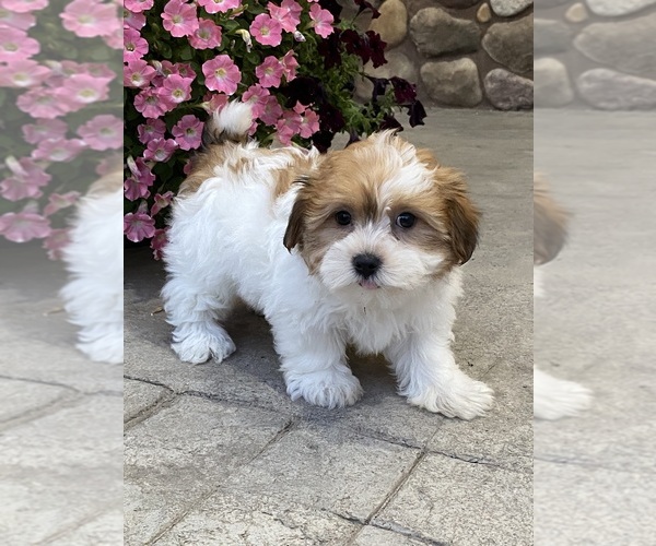 Medium Photo #5 Havanese Puppy For Sale in CANOGA, NY, USA