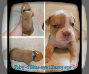 Olde English Bulldogge Puppy for sale in WHEELER, MI, USA