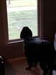 Small Photo #2 Gordon Setter Puppy For Sale in PADUCAH, KY, USA