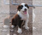 Puppy BTF Australian Shepherd
