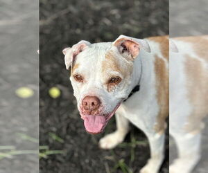 Boxer-Unknown Mix Dogs for adoption in Plainfield, IL, USA