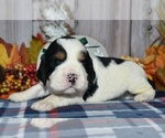 Small Photo #1 English Springer Spaniel Puppy For Sale in EAST PALESTINE, OH, USA