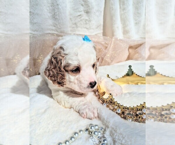 Medium Photo #78 Goldendoodle (Miniature) Puppy For Sale in GASTONIA, NC, USA