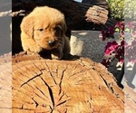 Small #2 Golden Retriever