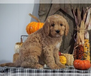 Labradoodle-Poodle (Miniature) Mix Puppy for sale in FREDERICKSBG, OH, USA