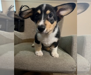 Pembroke Welsh Corgi Puppy for sale in CITRUS HEIGHTS, CA, USA