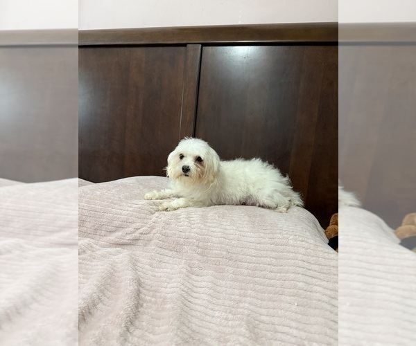 Medium Photo #1 Maltese-Poodle (Toy) Mix Puppy For Sale in BENSON, NC, USA