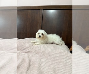 Mother of the Maltese-Poodle (Toy) Mix puppies born on 03/13/2025