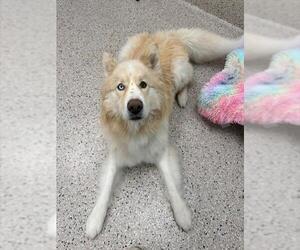 Siberian Husky Dogs for adoption in Brighton, CO, USA