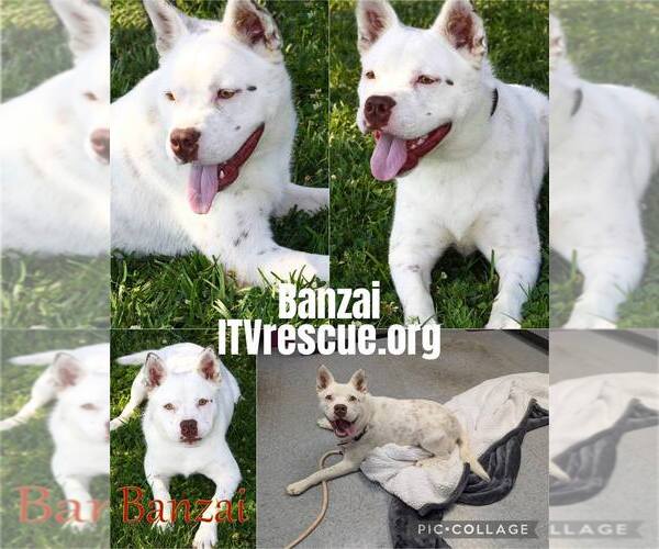Medium Photo #14 Mutt Puppy For Sale in Evansville, IN, USA