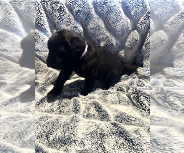 Medium Photo #2 Labradoodle Puppy For Sale in KIRKSVILLE, MO, USA