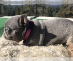 Small Photo #20 French Bulldog Puppy For Sale in PLACERVILLE, CA, USA
