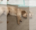 Small Photo #2 Golden Retriever Puppy For Sale in AUSTIN, MN, USA