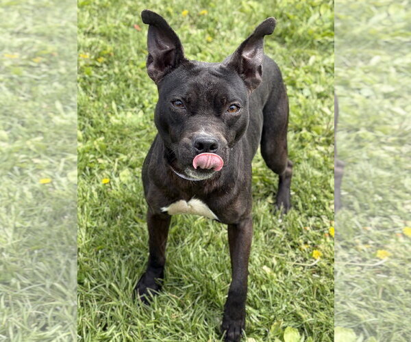Medium Photo #2 Mutt Puppy For Sale in Jefferson, WI, USA