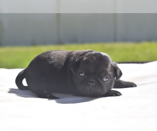 Medium Photo #1 Pug Puppy For Sale in PALM COAST, FL, USA