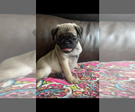 Puppy RED GIRL Pug