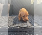 Small #1 Dachshund