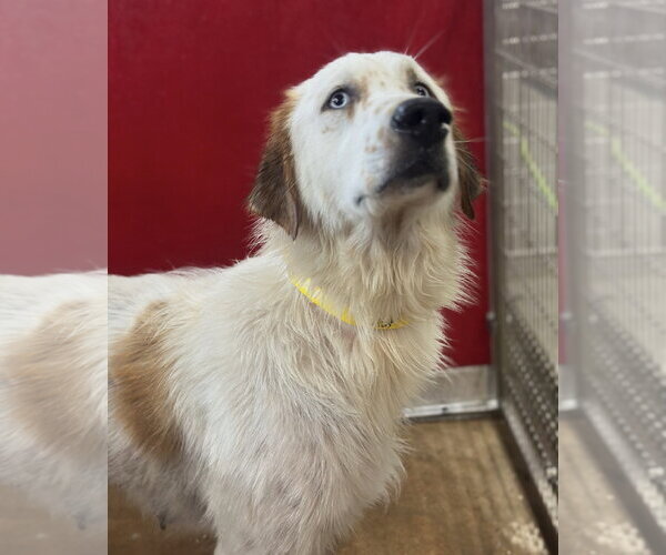 Medium Photo #5 English Setter-Great Pyrenees Mix Puppy For Sale in Houston, TX, USA