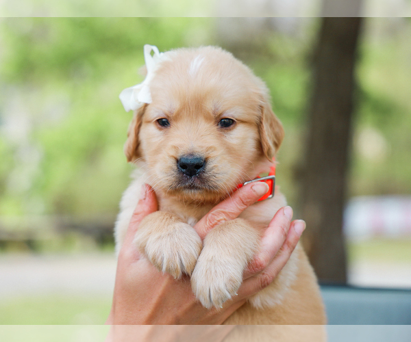 Medium Photo #2 Golden Retriever Puppy For Sale in LIBERTY, KY, USA