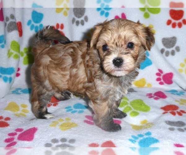 Medium Photo #7 Morkie Puppy For Sale in ORO VALLEY, AZ, USA
