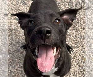 Mutt Dogs for adoption in Jefferson, WI, USA