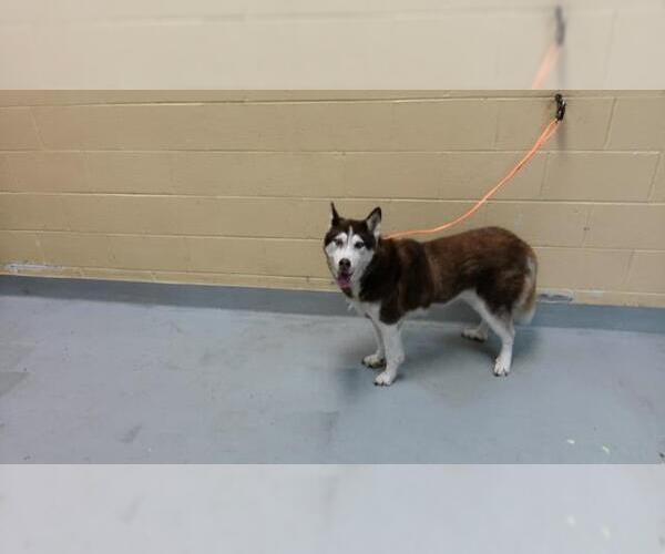 Medium Photo #1 Siberian Husky-Unknown Mix Puppy For Sale in Tulsa, OK, USA
