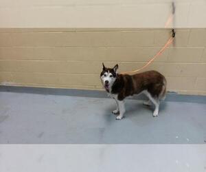 Siberian Husky-Unknown Mix Dogs for adoption in Tulsa, OK, USA