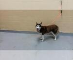 MEEKAH - Female Siberian Husky-Unknown Mix Dog for Adoption - Small photo