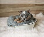 Small Photo #4 Australian Cattle Dog Puppy For Sale in HAWARDEN, IA, USA