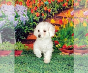 Bichon Frise Puppy for sale in WINSTON SALEM, NC, USA