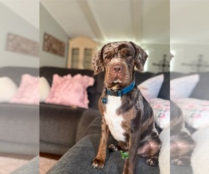 Father of the Cocker-Pei puppies born on 06/28/2025