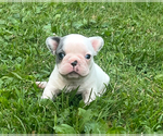 Small #10 French Bulldog