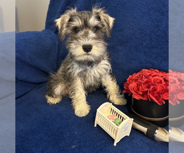 Medium Photo #9 Schnauzer (Miniature) Puppy For Sale in BRIDGETON, NJ, USA