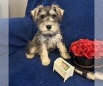 Small #8 Schnauzer (Miniature)