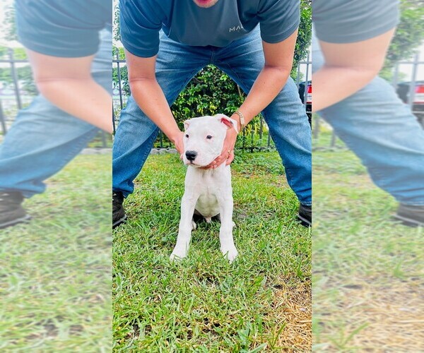 Medium Photo #11 Dogo Argentino Puppy For Sale in MIAMI, FL, USA