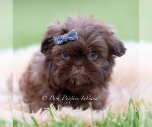 Medium Shih Tzu