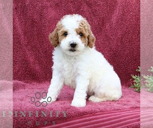 Poodle (Miniature) Puppy for sale in EPHRATA, PA, USA