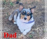 Small Photo #1 Aussie-Corgi Puppy For Sale in MAGNOLIA, AR, USA