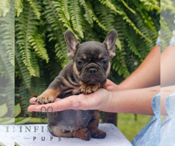 Medium Photo #3 French Bulldog Puppy For Sale in NARVON, PA, USA