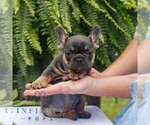 Small #2 French Bulldog