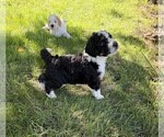 Puppy Boston Rob Aussiedoodle