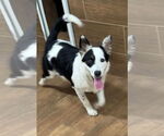 Small #1 Border Collie Mix