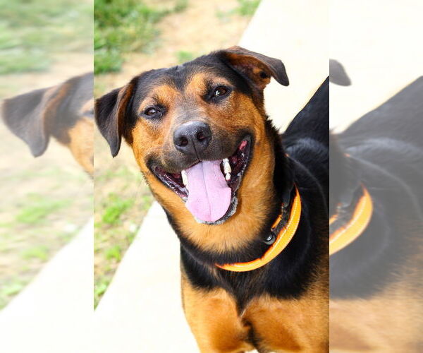 Medium Photo #6 Mutt Puppy For Sale in Evansville, IN, USA