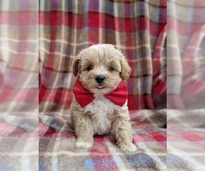 Lhasa-Poo Puppy for sale in LINCOLN UNIV, PA, USA