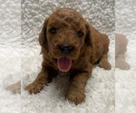Puppy Puppy 6 Goldendoodle (Miniature)